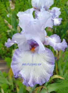Iris Acoma irisfleursidf.fr