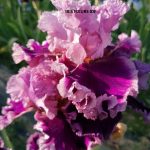 IRIS ANOTHER WOMAN irisfleursidf.fr