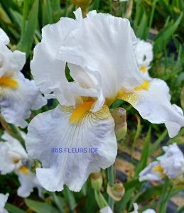 GOLDKIST irisfleursidf.fr