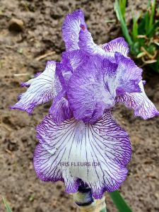 Iris Autumn Circus irisfleursidf.fr