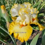 IRIS BETTER THAN BUTTER irisfleursidf.fr