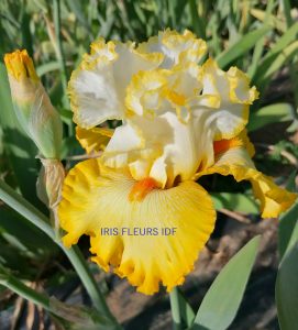 IRIS BETTER THAN BUTTER irisfleursidf.fr
