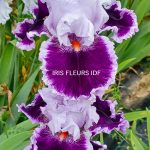 IRIS DARING DECEPTION irisfleursidf.fr