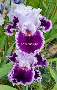 IRIS DARING DECEPTION irisfleursidf.fr