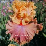 IRIS GLAMAZON irisfleursidf.fr