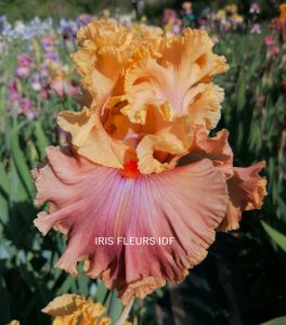 IRIS GLAMAZON irisfleursidf.fr