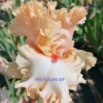 IRIS SWEET LATE irisfleursidf.fr