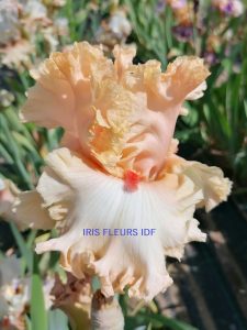 IRIS SWEET LATE irisfleursidf.fr