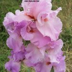 IRIS WILD IRISH ROSE irisfleursidf.fr