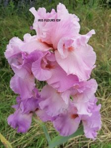 IRIS WILD IRISH ROSE irisfleursidf.fr